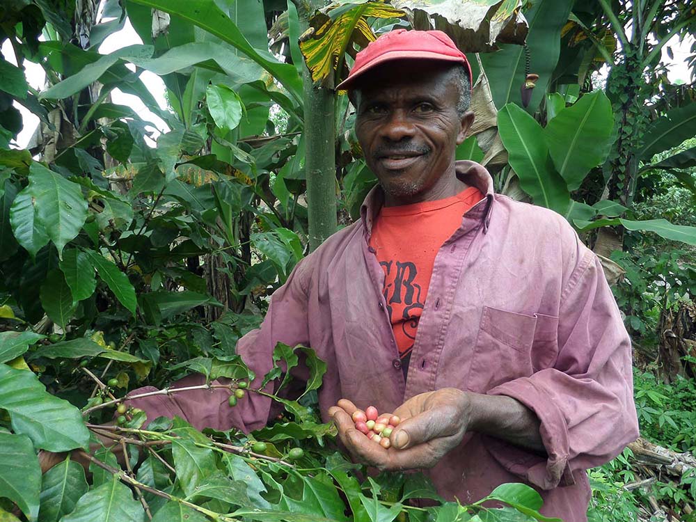 35,000+ farmers producing Cameroon's finest coffee since 1950
